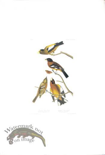 Evening Grosbeak
